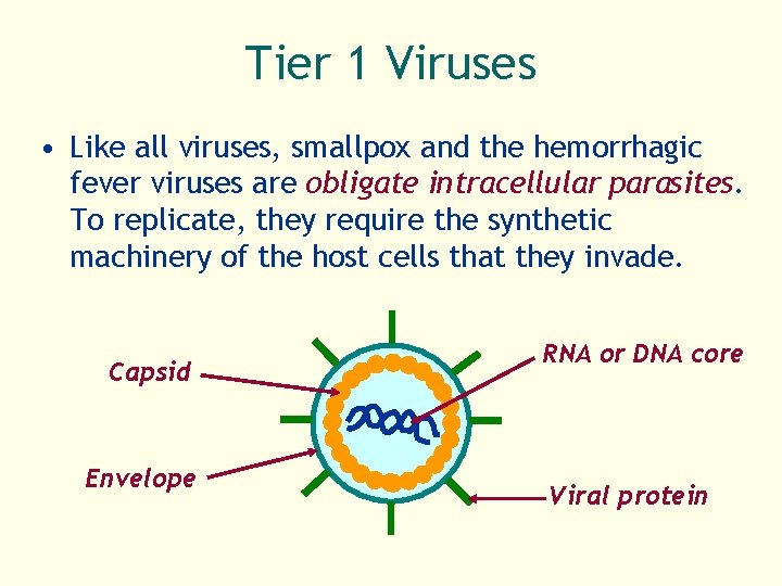 Tier 1 Viruses • Like all viruses, smallpox and the hemorrhagic fever viruses are