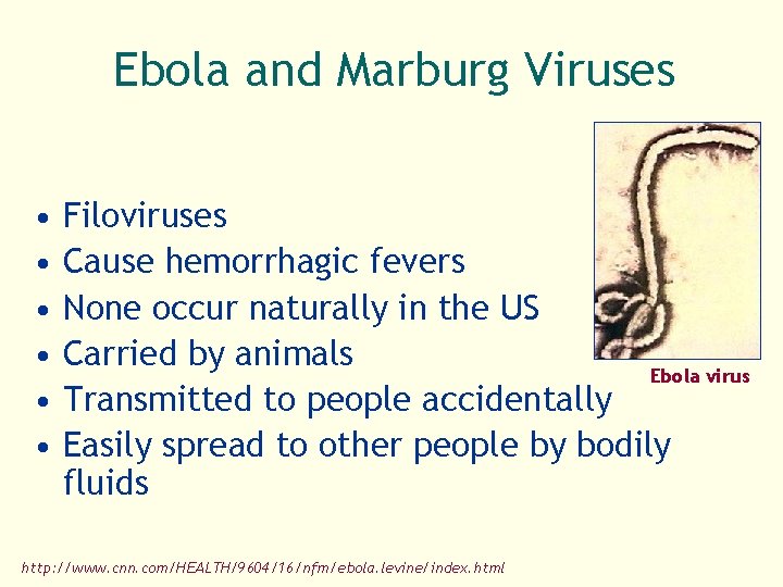 Ebola and Marburg Viruses • • • Filoviruses Cause hemorrhagic fevers None occur naturally