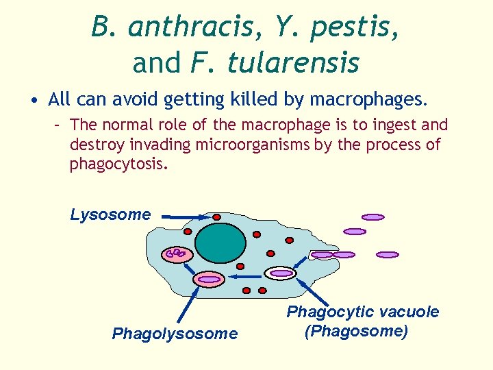 B. anthracis, Y. pestis, and F. tularensis • All can avoid getting killed by