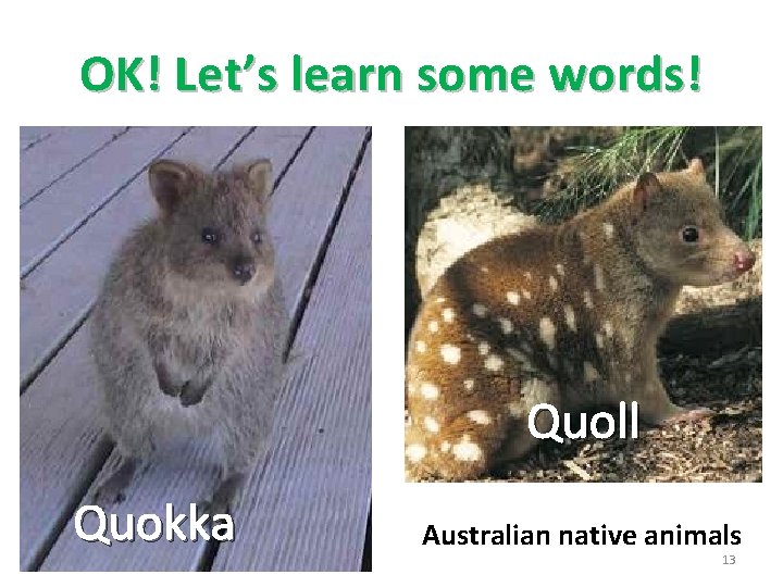 OK! Let’s learn some words! Quoll Quokka Australian native animals 13 