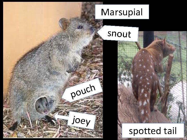 Marsupial snout h c u po joey spotted tail 15 