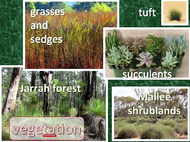 grasses and sedges Jarrah forest vegetation tuft succulents Mallee shrublands 16 