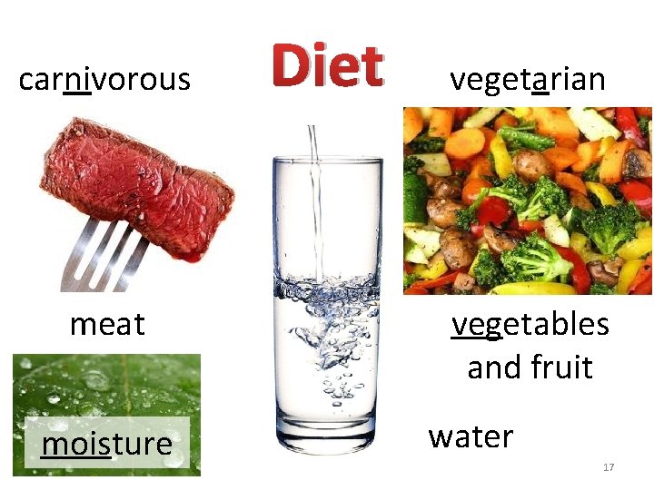 carnivorous meat moisture Diet vegetarian vegetables and fruit water 17 