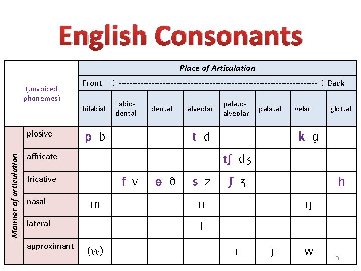 English Consonants Place of Articulation (unvoiced phonemes) Front → ------------------------------------→ Back bilabial Manner of