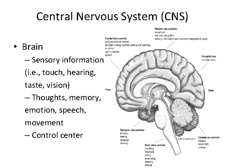 Central Nervous System (CNS) • Brain – Sensory information (i. e. , touch, hearing,