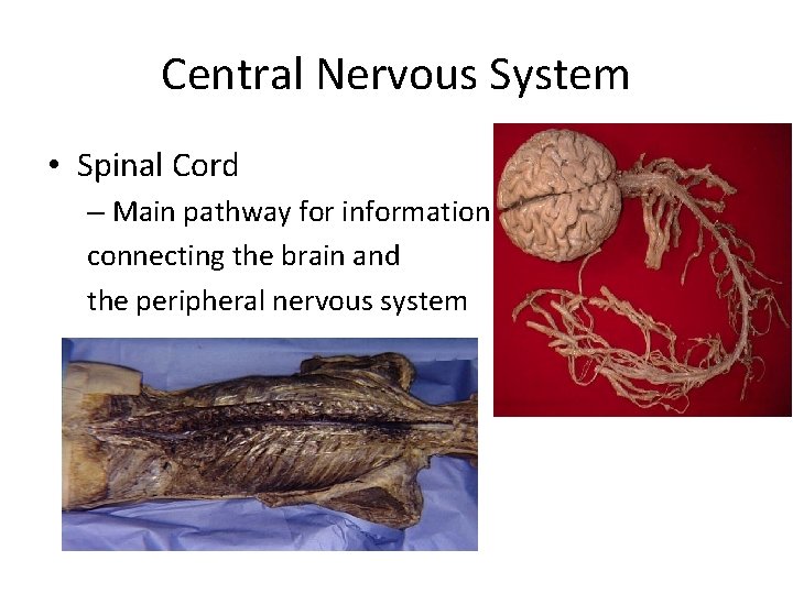 Central Nervous System • Spinal Cord – Main pathway for information connecting the brain