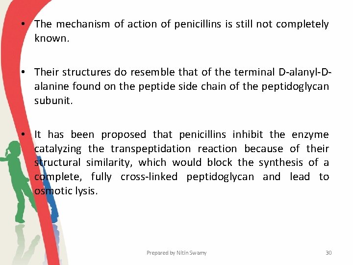  • The mechanism of action of penicillins is still not completely known. •
