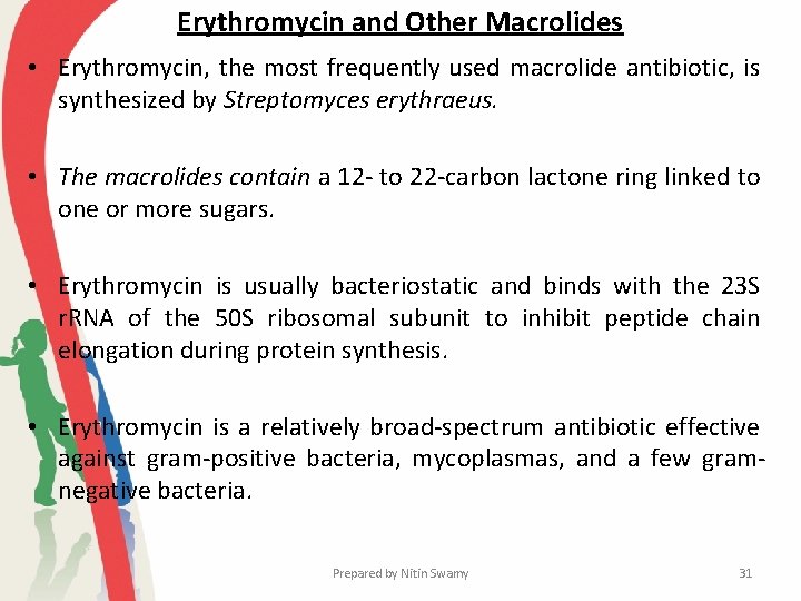 Erythromycin and Other Macrolides • Erythromycin, the most frequently used macrolide antibiotic, is synthesized