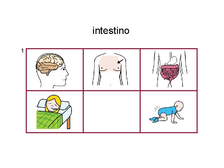 intestino 1 