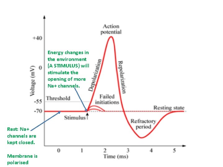 Energy changes in the environment (A STIMULUS) will stimulate the opening of more Na+
