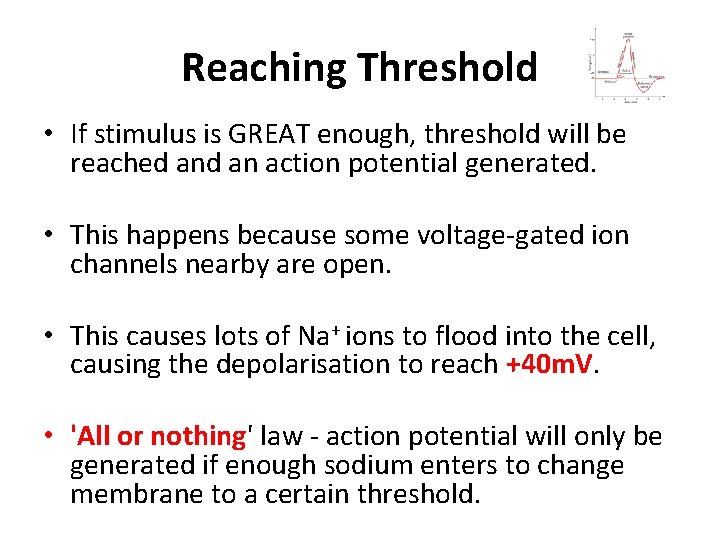 Reaching Threshold • If stimulus is GREAT enough, threshold will be reached an action