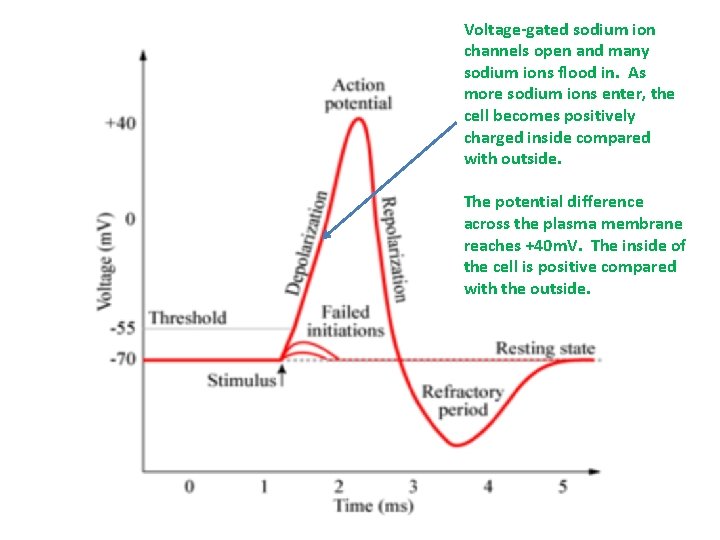 Voltage-gated sodium ion channels open and many sodium ions flood in. As more sodium