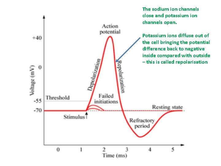 The sodium ion channels close and potassium ion channels open. Potassium ions diffuse out