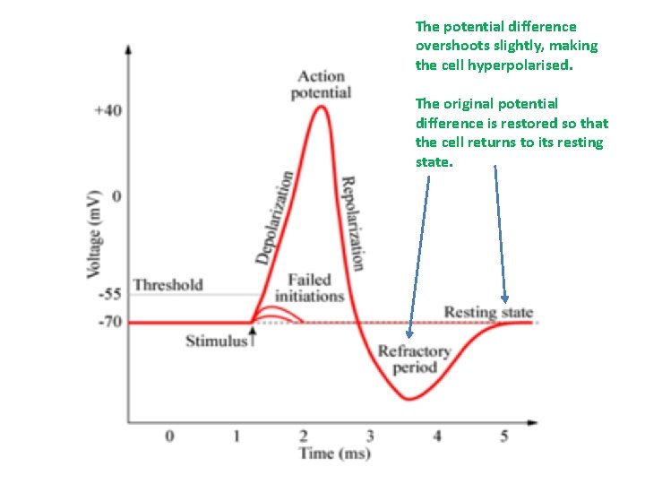 The potential difference overshoots slightly, making the cell hyperpolarised. The original potential difference is