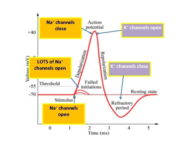 Na+ channels close LOTS of Na+ channels open K+ channels close 