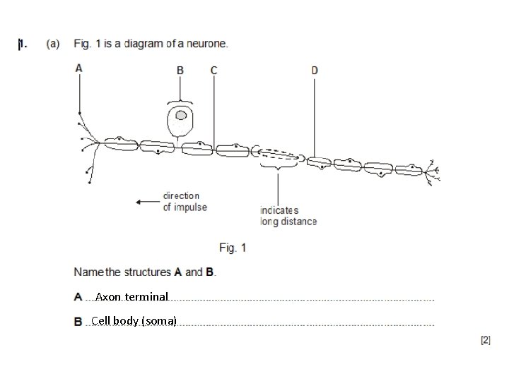 Axon terminal Cell body (soma) 