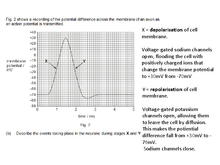 X = depolarisation of cell membrane. Voltage-gated sodium channels open, flooding the cell with