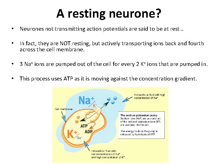 A resting neurone? • Neurones not transmitting action potentials are said to be at