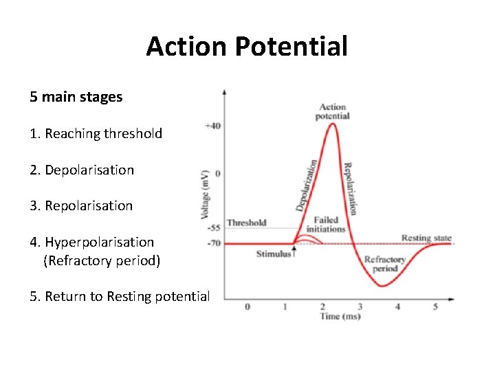 Action Potential 5 main stages 1. Reaching threshold 2. Depolarisation 3. Repolarisation 4. Hyperpolarisation