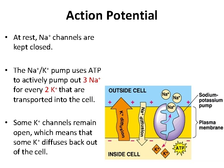 Action Potential • At rest, Na+ channels are kept closed. • The Na+/K+ pump