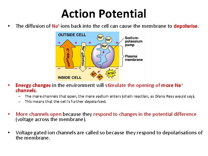 Action Potential • The diffusion of Na+ ions back into the cell can cause