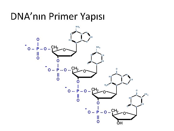 DNA’nın Primer Yapısı NH 2 | C N CH HC O C N N