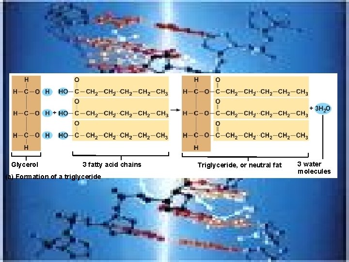 Glycerol 3 fatty acid chains (a) Formation of a triglyceride Triglyceride, or neutral fat