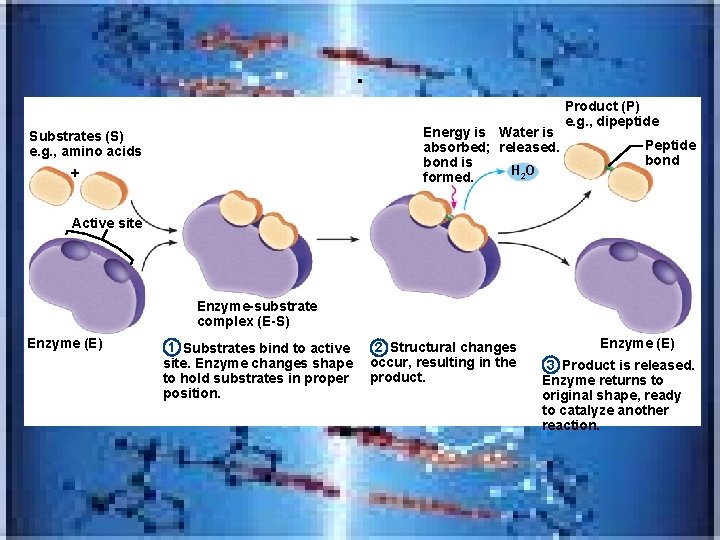 . Energy is Water is absorbed; released. bond is H 2 O formed. Substrates