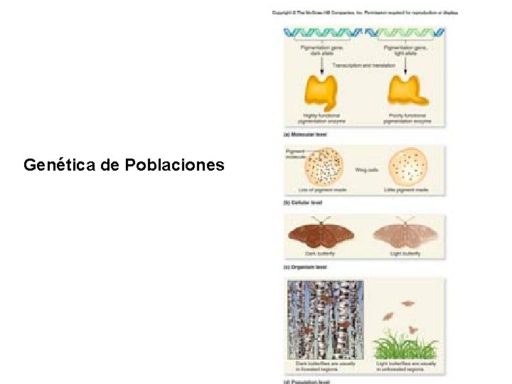Genética de Poblaciones 