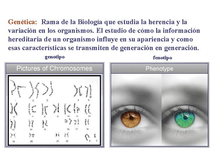Genética: Rama de la Biología que estudia la herencia y la variación en los