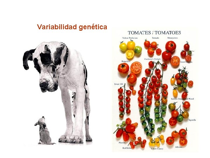 Variabilidad genética 