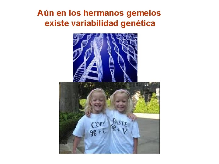 Aún en los hermanos gemelos existe variabilidad genética 