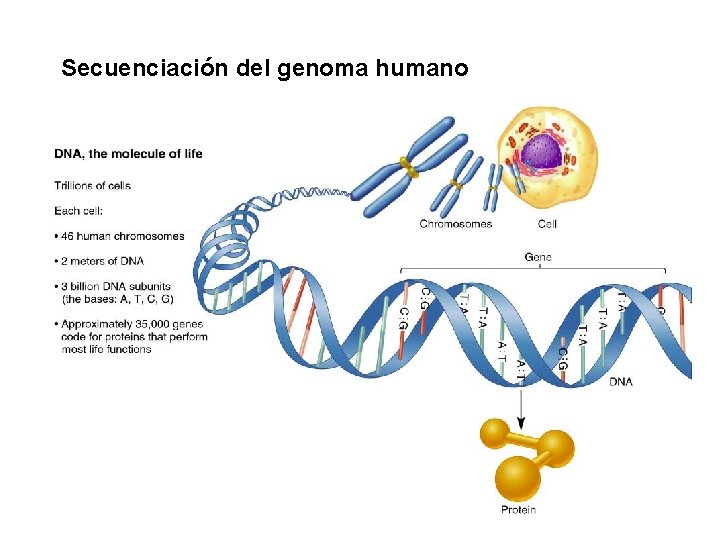 Secuenciación del genoma humano 