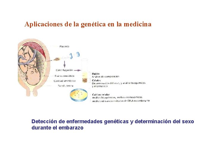 Aplicaciones de la genética en la medicina Detección de enfermedades genéticas y determinación del