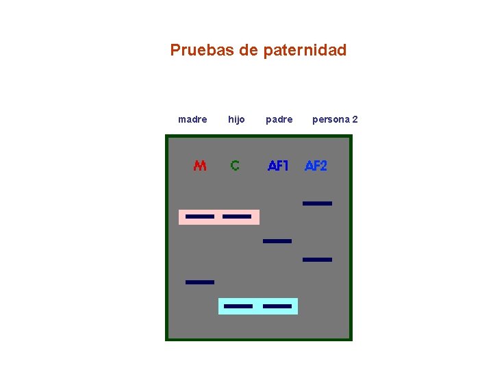 Pruebas de paternidad madre hijo padre persona 2 