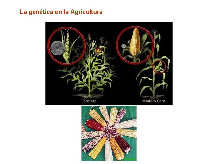 La genética en la Agricultura 