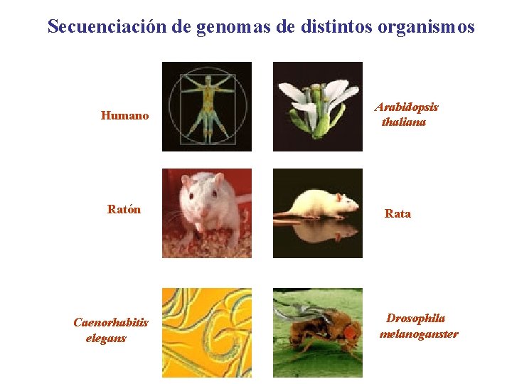 Secuenciación de genomas de distintos organismos Humano Ratón Caenorhabitis elegans Arabidopsis thaliana Rata Drosophila