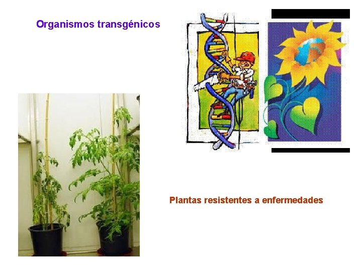 Organismos transgénicos Plantas resistentes a enfermedades 