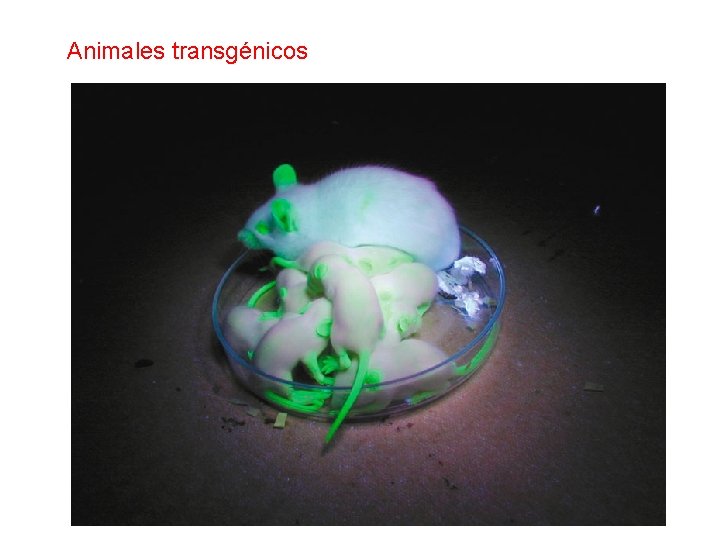 Animales transgénicos 