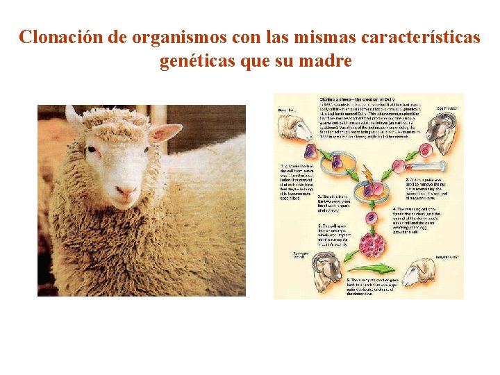 Clonación de organismos con las mismas características genéticas que su madre 