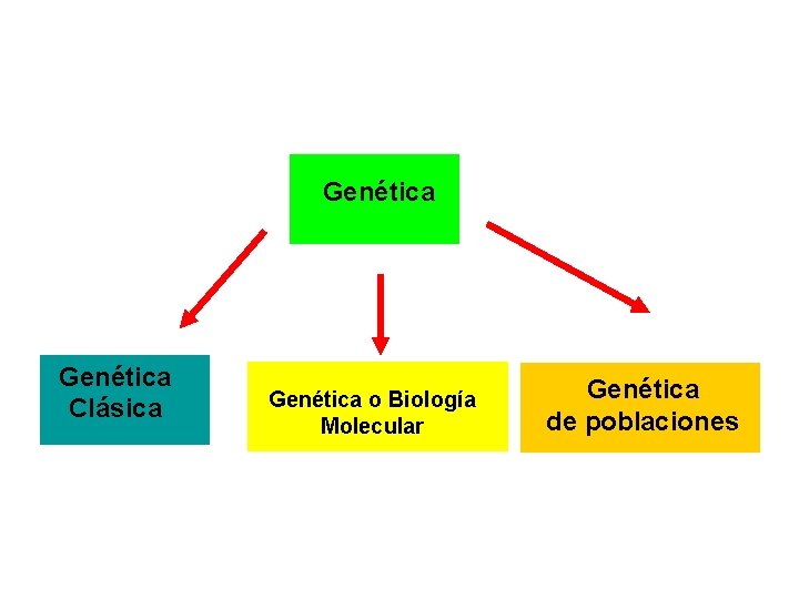 Genética Clásica Genética o Biología Molecular Genética de poblaciones 
