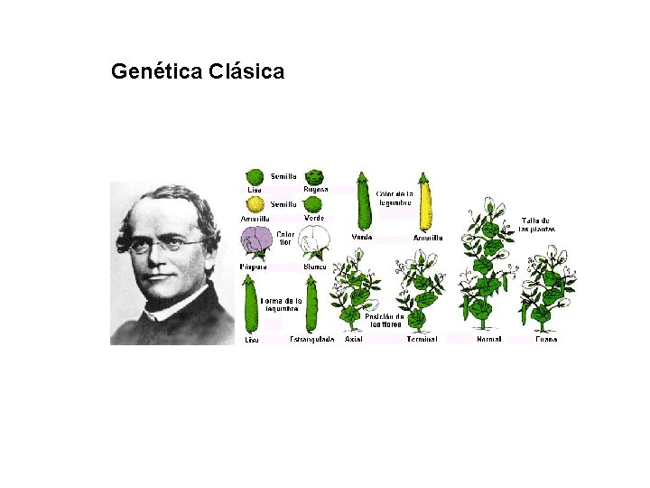 Genética Clásica 