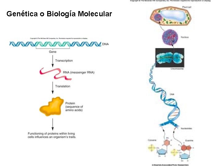 Genética o Biología Molecular 