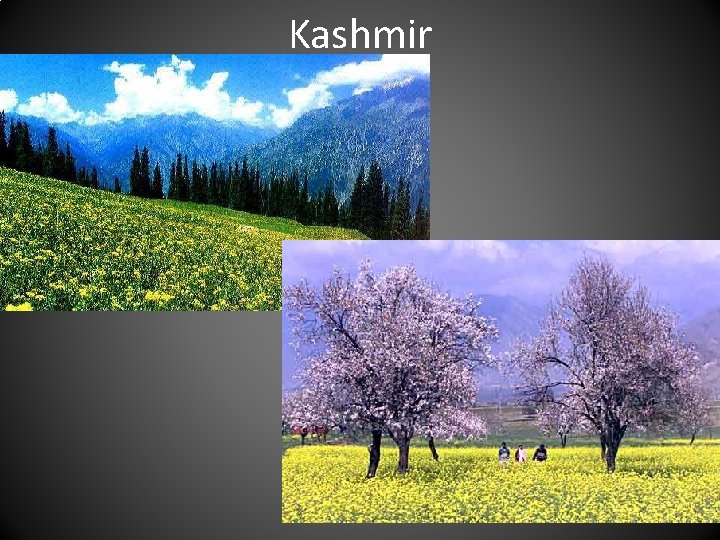 Kashmir 