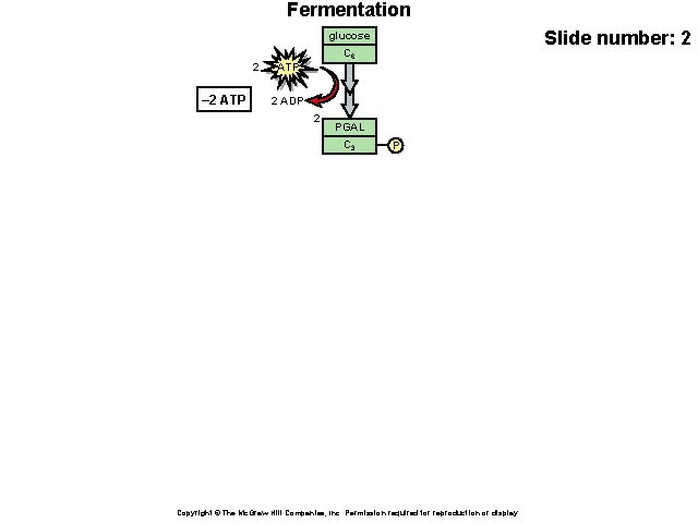 Fermentation Slide number: 2 glucose 2 – 2 ATP C 6 ATP 2 ADP