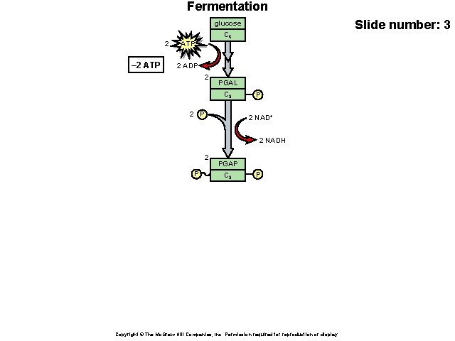 Fermentation Slide number: 3 glucose 2 – 2 ATP C 6 ATP 2 ADP