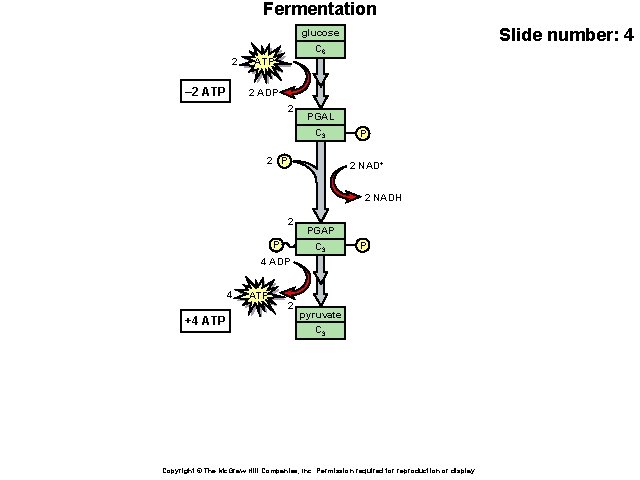 Fermentation Slide number: 4 glucose 2 – 2 ATP C 6 ATP 2 ADP