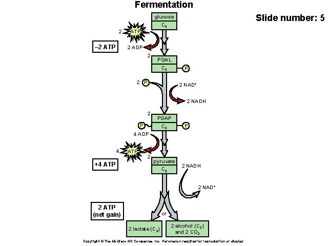 Fermentation Slide number: 5 glucose 2 – 2 ATP C 6 ATP 2 ADP
