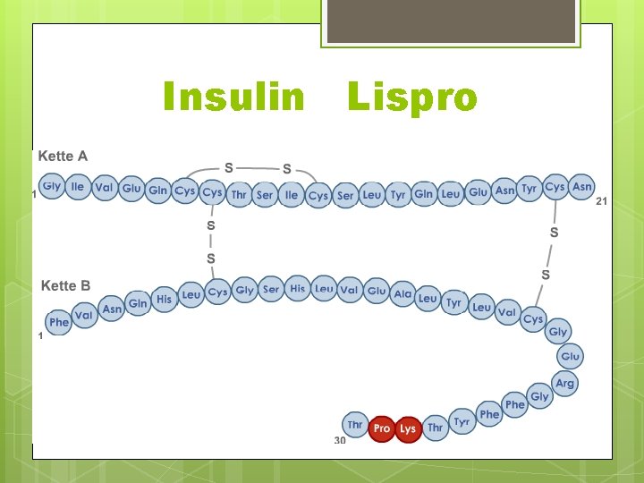 Insulin Lispro 