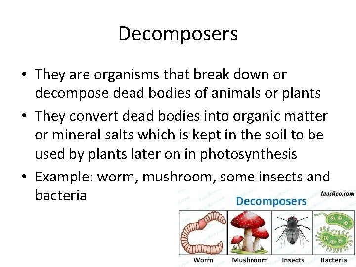 Decomposers • They are organisms that break down or decompose dead bodies of animals